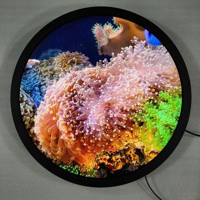 Quad-core Cortex-A53 Round Art Display Digital Signage Standing e touch screen opzionale